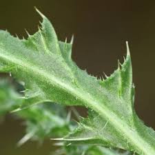 Image result for Carduus