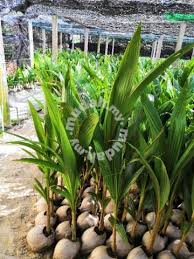 Benih kelapa, tanjong karang, selangor, malaysia. Benih Kelapa Matag Terpilih Sggasli Garden Items For Sale In Kapar Selangor Mudah My