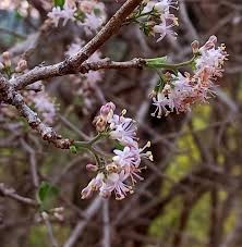 Image result for Ochna macrocalyx