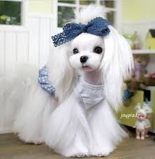 15 Maltese Haircuts Hairstyles White Fluffy And Looking Fabulous