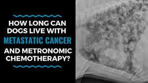 Lung cancers (bronchial adenocarcima) or tumors of the heart can cause coughing. How Long Can Dogs Live With Metastatic Cancer And Metronomic Chemotherapy Vlog 105 Youtube