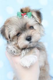 He is 11 weeks old. Morkie Puppies For Sale At Teacups Puppies South Florida Morkie Puppies Cute Animals Cute Dogs
