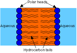 We did not find results for: Cell Membranes