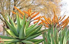 Image result for Aloe wollastonii