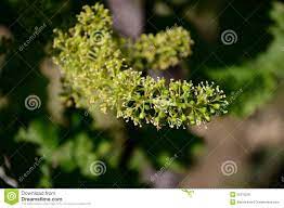Flor Da Uva Imagem De Stock Imagem De Campo Naughty 55310291