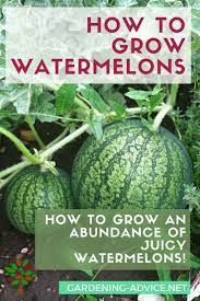 Growing Watermelons Learn The Tricks And How To S How To Grow Watermelon Raised Vegetable Gardens Organic Vegetable Garden