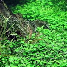 Image result for Glossostelma