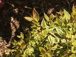 It was named after dr. Linnaea X Grandiflora Glossy Abelia North Carolina Extension Gardener Plant Toolbox