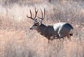 Mexico Hunting Trips Bookyourhunt Com