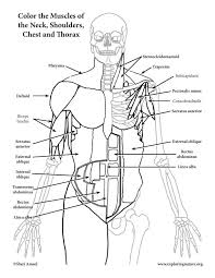 Nowadays, we suggest human body muscle coloring pages for you, this post is similar with cowboy boot art drawing. Muscles Of The Anterior Neck Chest And Thorax Coloring Page Thorax Coloring Pages Muscle