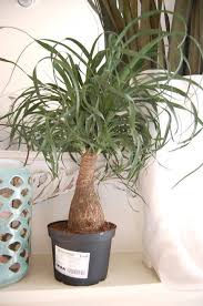 Using Plants In Your Home Part 1 Nesting Place Plants Cacti And Succulents Pony Tail Palm