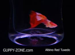 Red Tuxedo Guppy