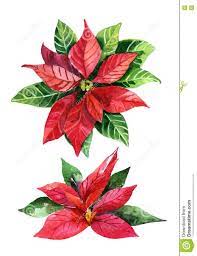 Christmas Poinsettia Isolated On White Background Watercolor Flower Stock Illustration Im Christmas Watercolor Watercolor Christmas Cards Watercolor Flowers
