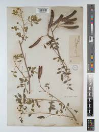 Image result for Senna sophera