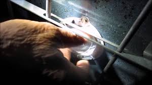 Bulb Replacement Ge Double Oven Reemplazando Un Bombillo En Ge Doble Horno Youtube