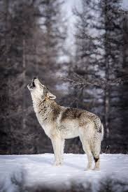 zerstor dich nicht selber bitte heulender wolf verliebte wolfe tiere wild