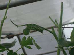 And of course, the tobacco hornworm eats tobacco leaves. Hornworm Damage Sustainable Market Farming
