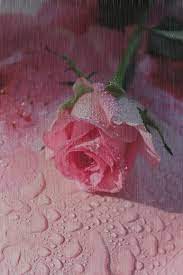 Solo Gifs Animados Community Google Beautiful Rose Flowers Beautiful Roses Pretty Flowers