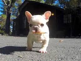 This pup can easily become overweight, and excess bulk will aggravate health issues, so monitor food and exercise. Ultimate Show Quality French Bulldog Puppies For Sale Bengaluru K