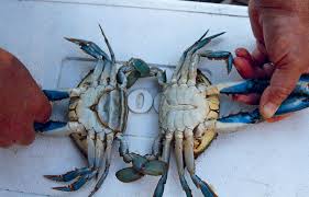 Use a rack to keep the crabs above water level. Blue Crabs At Night On The Water