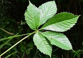 Image result for Parthenocissus quinquefolia