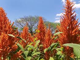 Image result for Amaranthus schinzianus
