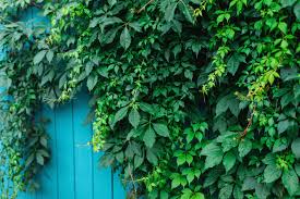 On sep 16, 2004, tnvol91 from lowell, ar wrote: Boston Ivy Plant Care Growing Guide