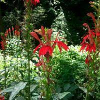 Image result for Lobelia chireensis