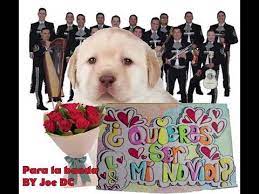 Maybe you would like to learn more about one of these? Perro Con Cartel Quieres Ser Mi Novia Youtube