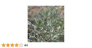 Palm Beach Medicinal Herbs