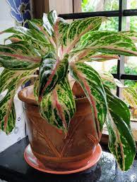 Aglaonema Plants For Positive Energy Learn How To Grow Lifezshining Chinese Evergreen Plant Plants Evergreen Plants