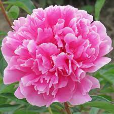 Shop devices, apparel, books, music & more. Margaret Truman American Peony Society