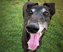 Maybe you would like to learn more about one of these? Greyhound Adoption Program