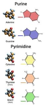 The two dna strands are also known as. Pyrimidine The Definitive Guide Biology Dictionary