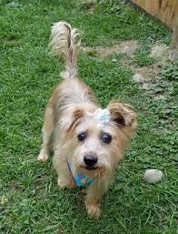 Dogs of Broome County