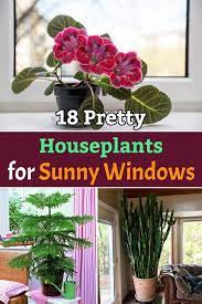 19 Best Houseplants For Sunny Windows In 2021 Houseplants Indoor Flowers Growing Hibiscus