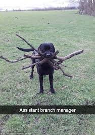 Snapchat Users Share Their Funniest Animal Pictures Funny Animals Funny Animal Jokes Animal Jokes