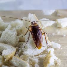 Maybe you would like to learn more about one of these? Cafards Blattes S En Debarrasser Pieges Prevenir L Infestation