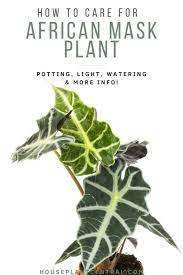 Alocasia Polly Alocasia Amazonica African Mask Plant Care Houseplant Central Plant Care Houseplant Plant Care Plants