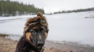 There's no doubting the fact that german shepherds love to work! Any Love For German Shepherd Puppies Meet Lhotse Album On Imgur