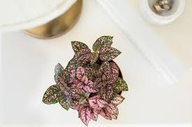 Image result for Hypoestes