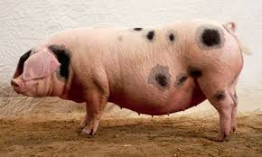 Guinea pigs make up many good features of a pet such as their docile nature, responsiveness to handling and feeding, and though there are many different breeds of guinea pigs, there are only a. Wodehouse Prize For Comic Fiction Reveals Exceptionally Strong Shortlist Pet Pigs Pig Breeds Gloucestershire Old Spots
