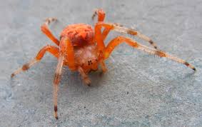 Check spelling or type a new query. Pumpkin Spider What S That Bug
