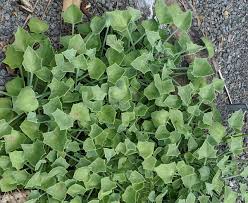 Image result for Senecio oxyriifolius