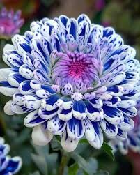 Image result for Felicia aethiopica