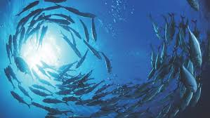 A predator is less likely to attack several hundred or thousands of fish than one or two individuals. What S The Difference Between A Shoal A School And A Pod Bbc Science Focus Magazine