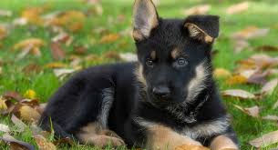 The gsd has a sturdy, muscular, slightly elongated body with a light, solid bone structure. German Shepherd Dog Breed Information Center