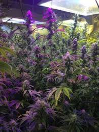 Tumblr Hippie Photography Bong Girl High Hippie Rainbow Image 403096 On Favim Com Enlightened Bohemian Lifestyle Weed Und Smoke