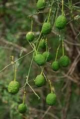 Image result for Maerua nervosa