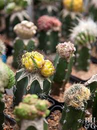 Cacti can be propagated any time of the year, but cactus cuttings root fastest around the summer months to early autumn. There Are Hundreds If Not Thousands Of Cacti And Other Succulent Varieties Available In Nurseries Easy Care Plants Planting Succulents Indoors Cactus Garden